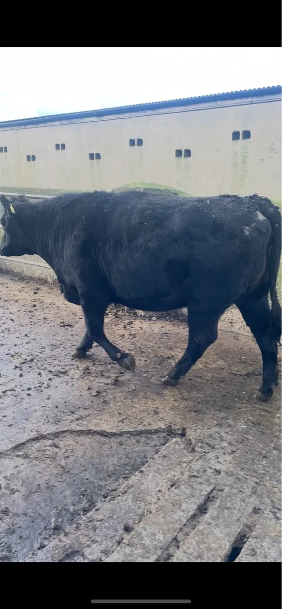 Incalf heifer - Image 2