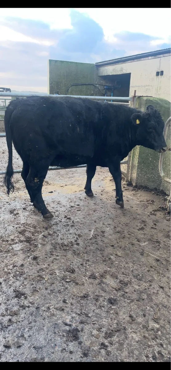 Incalf heifer - Image 3