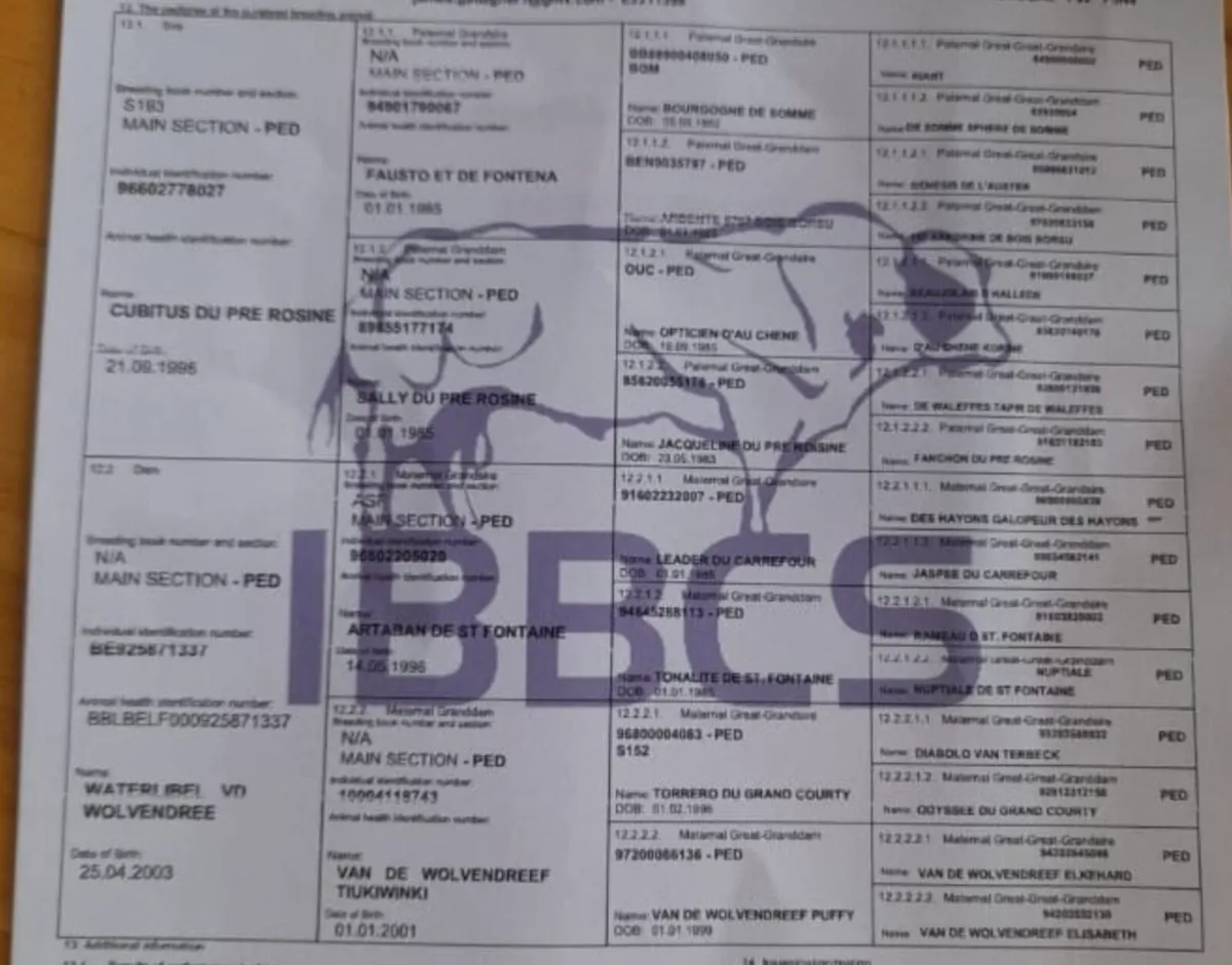 Pbr Belgium blue bull - Image 3