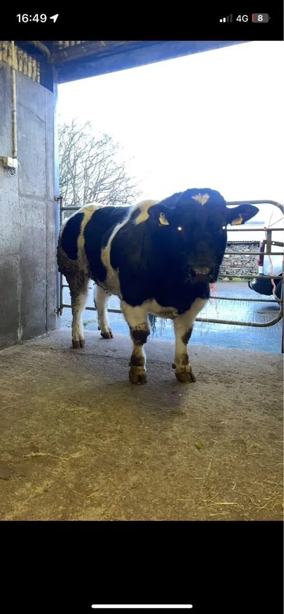 Pbr Belgium blue bull - Image 1