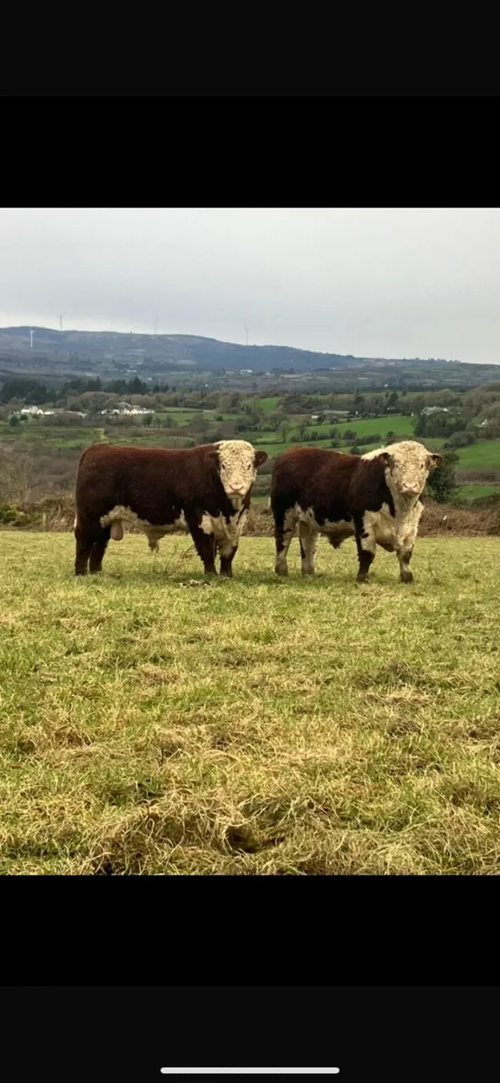 Pedigree Hereford Bulls - Image 1