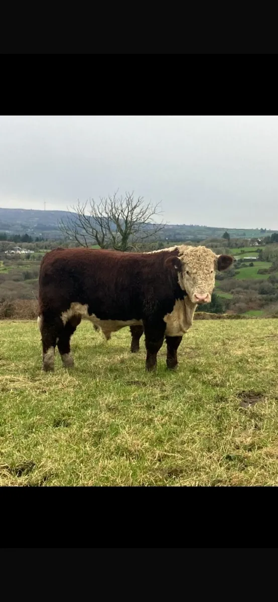 Pedigree Hereford Bulls - Image 2