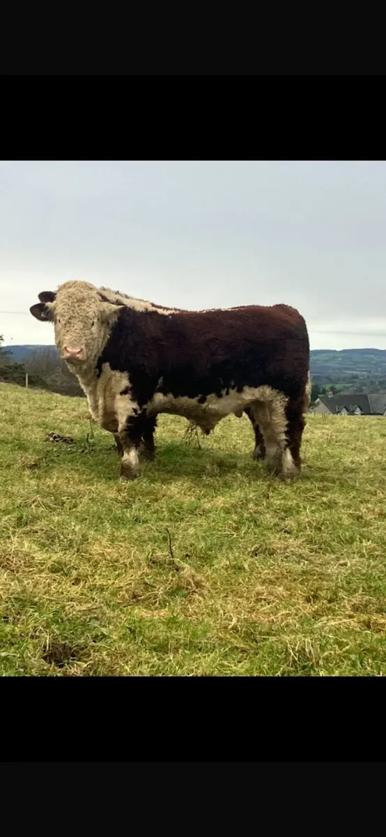 Pedigree Hereford Bulls - Image 3