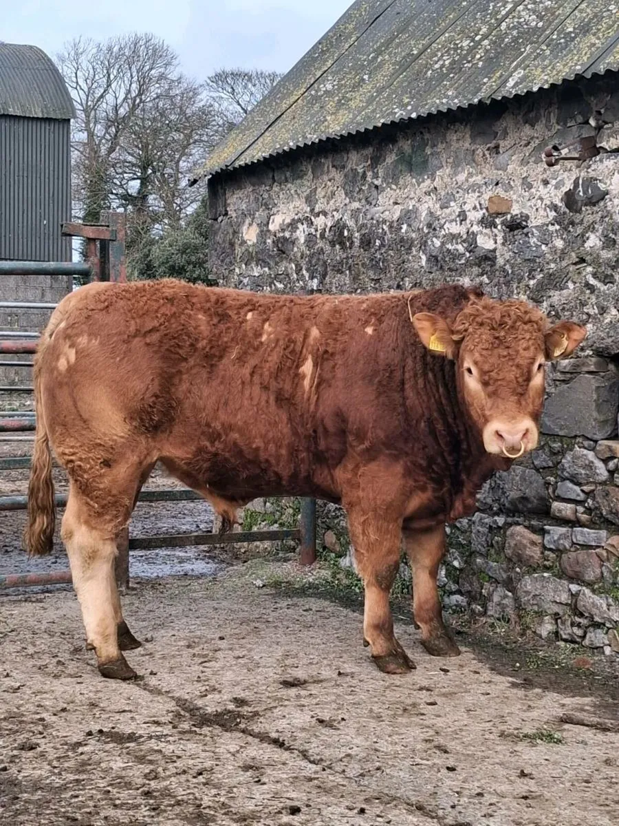 Purebred Limousin Bull - Image 2