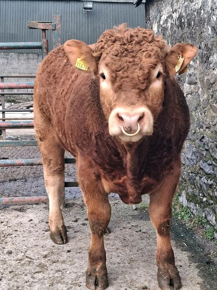 Purebred Limousin Bull - Image 4