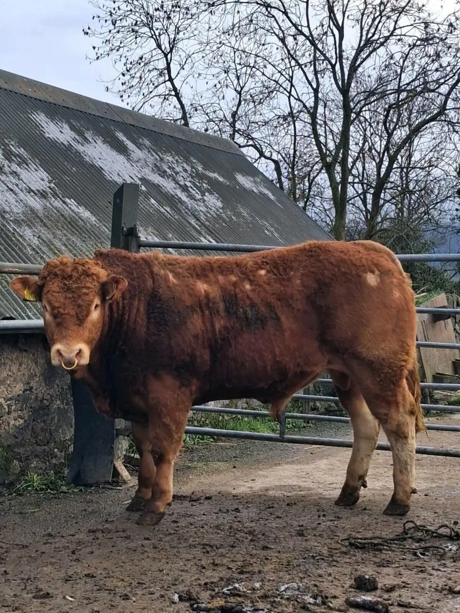 Purebred Limousin Bull - Image 1