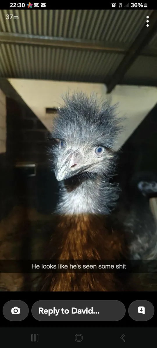 Birds -emu - Image 1