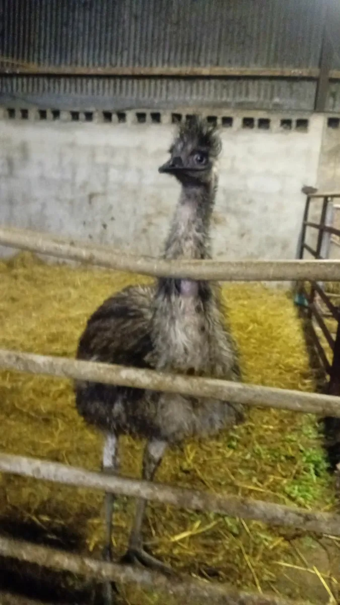 Birds -emu - Image 2