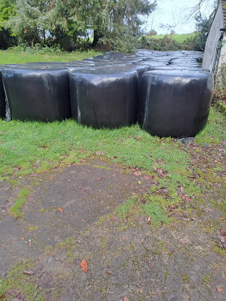 Top Quality Silage For Sale - Image 3