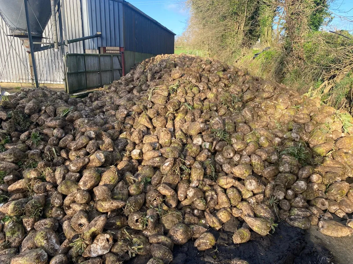 Sugar beet - Image 1