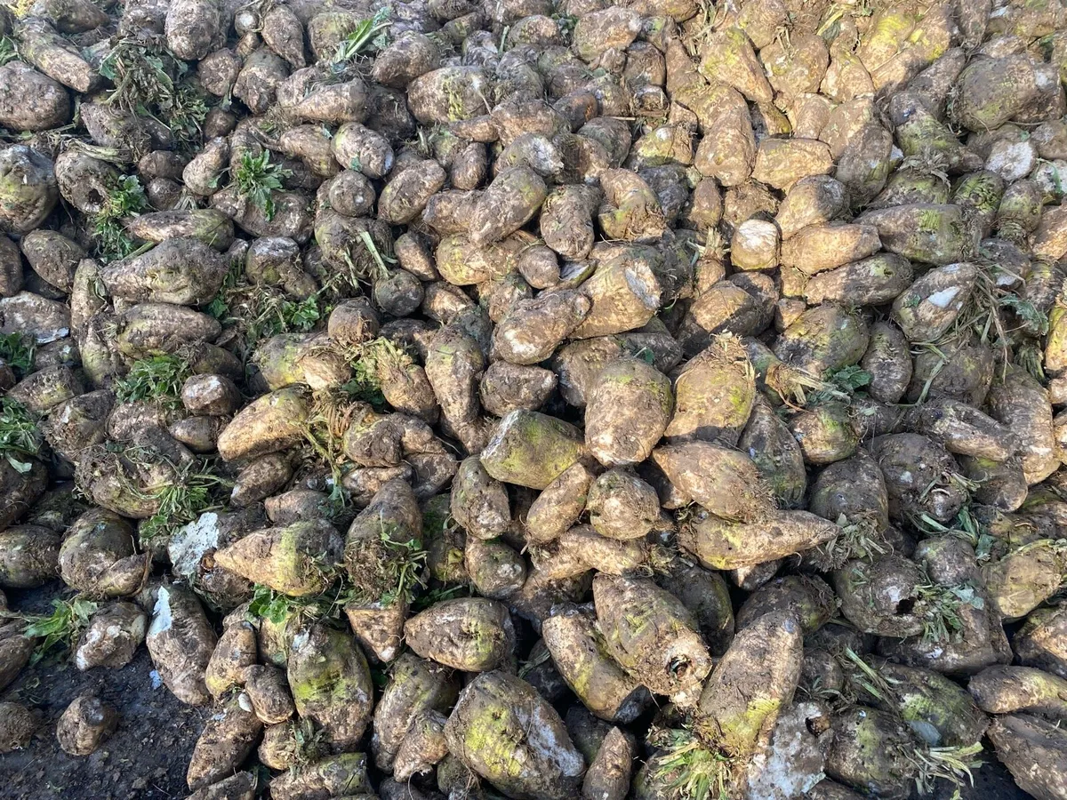 Sugar beet - Image 2