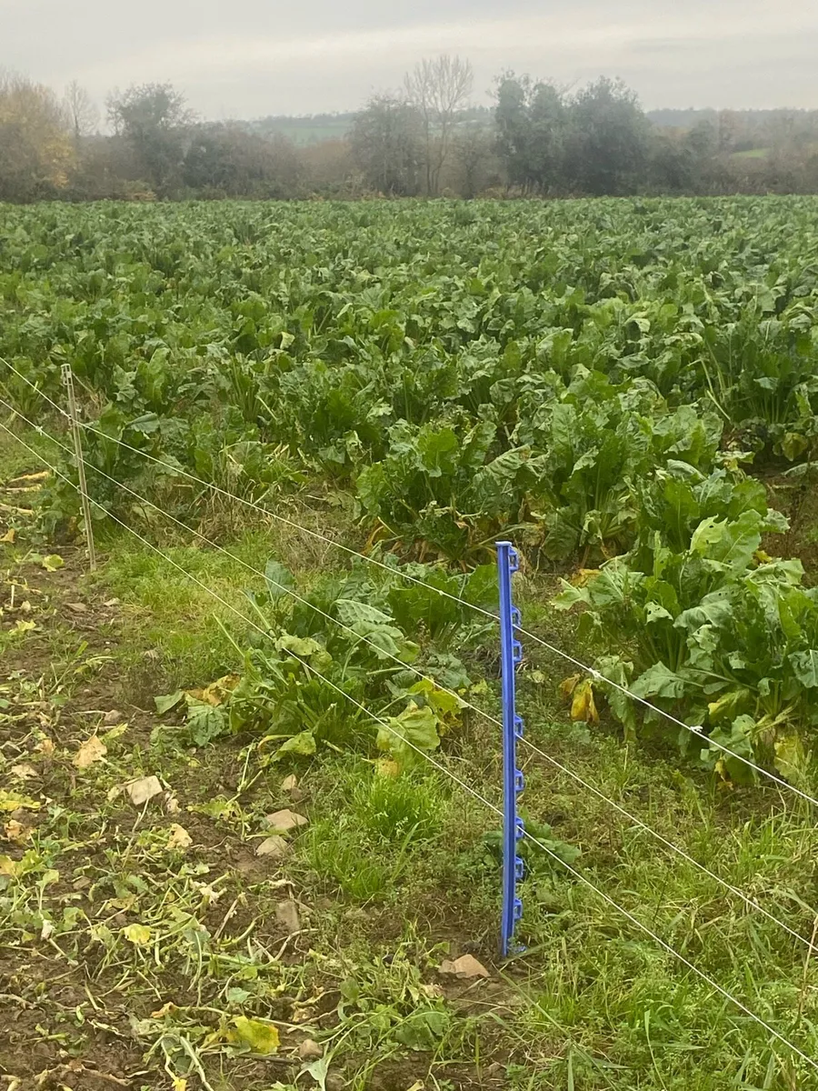 Sugar beet - Image 3