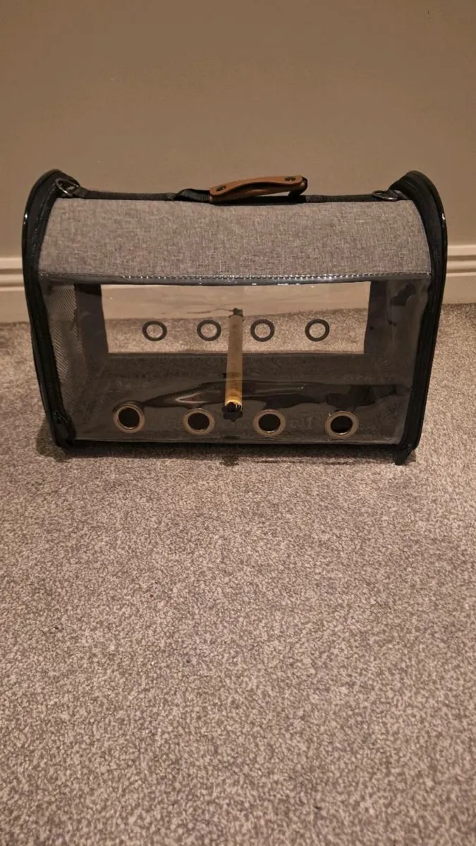 Bird green cheek conure - Image 1