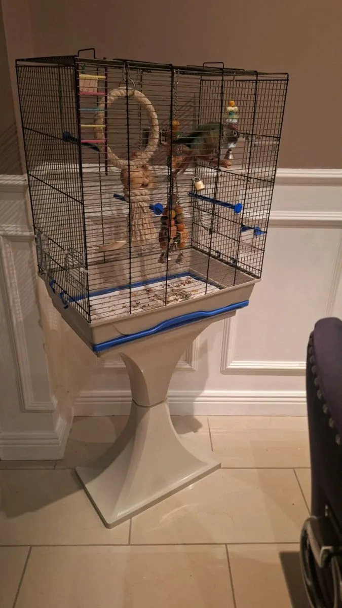 Bird green cheek conure - Image 2