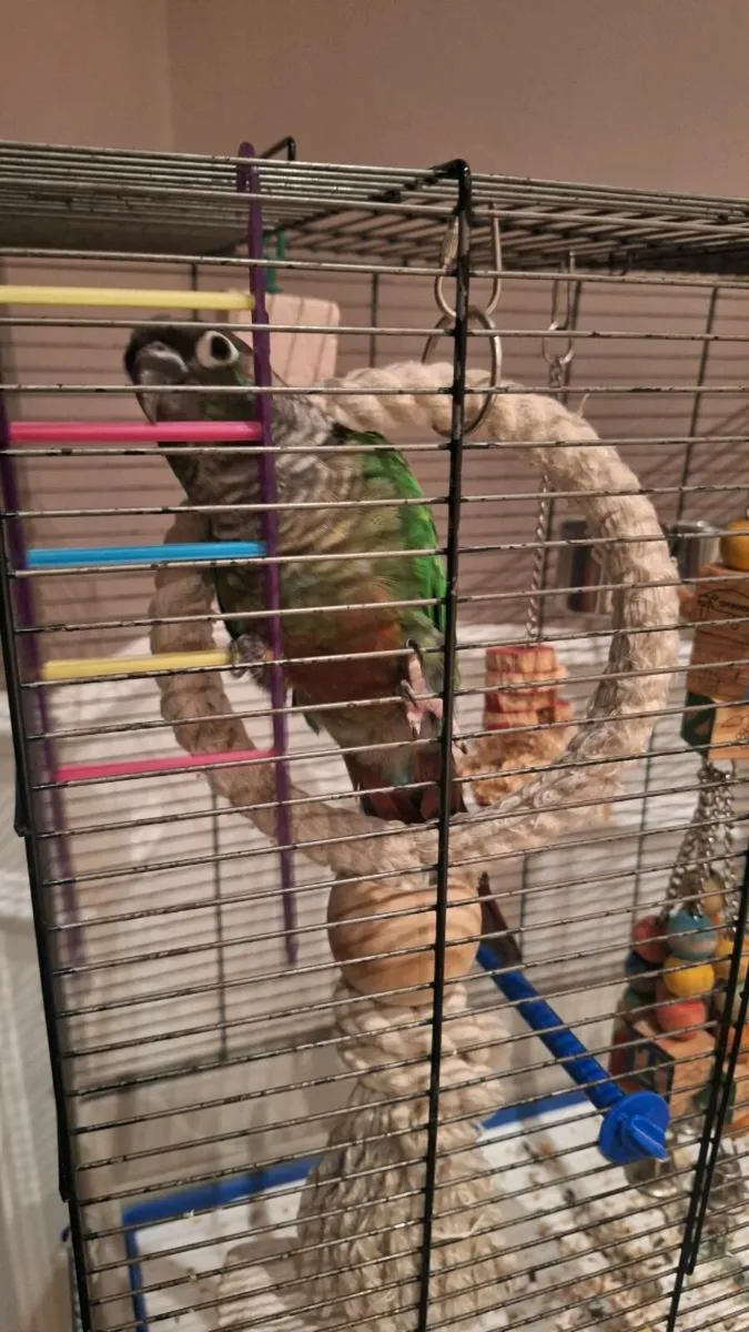 Bird green cheek conure - Image 3
