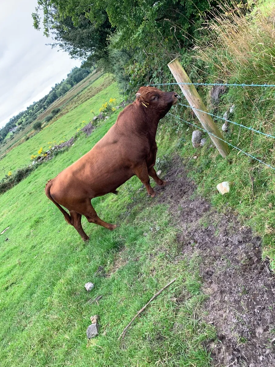 Dexter Bull - Image 4