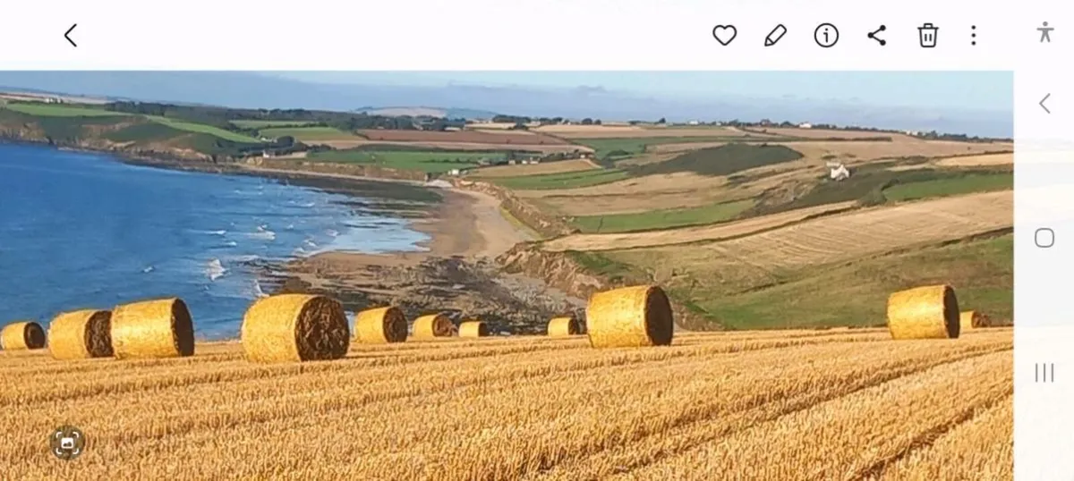 Barley Straw - Image 1