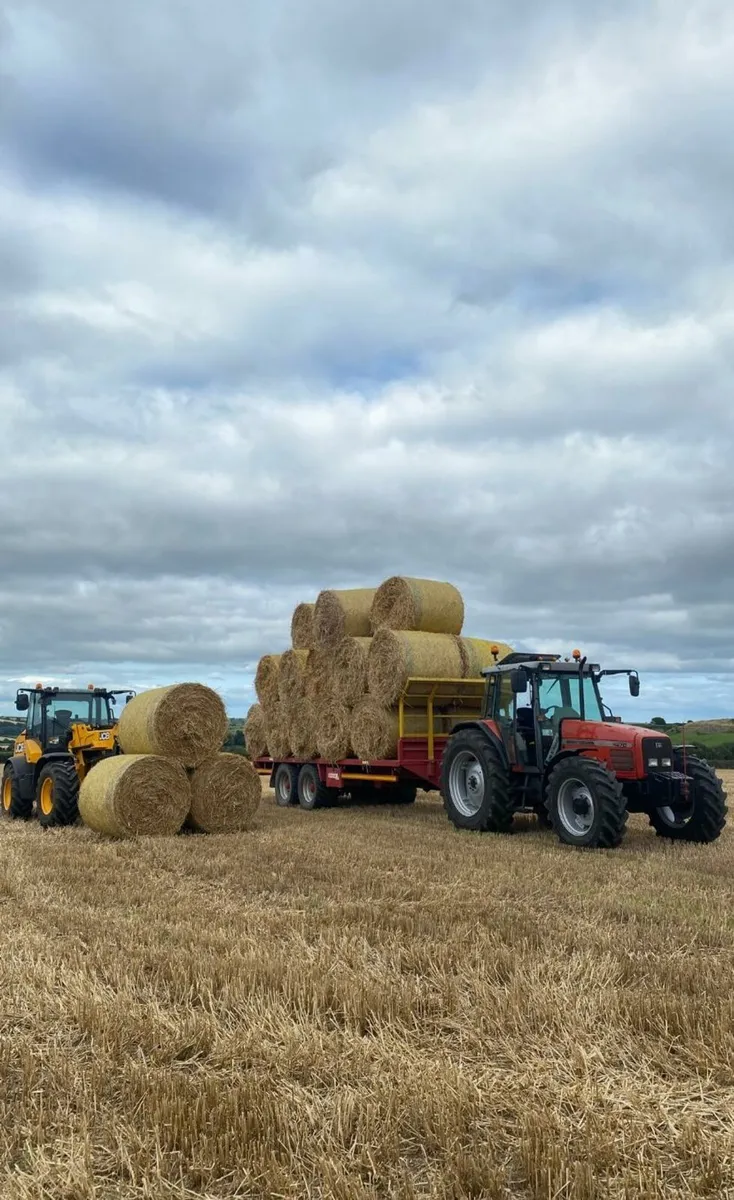 Barley Straw - Image 2