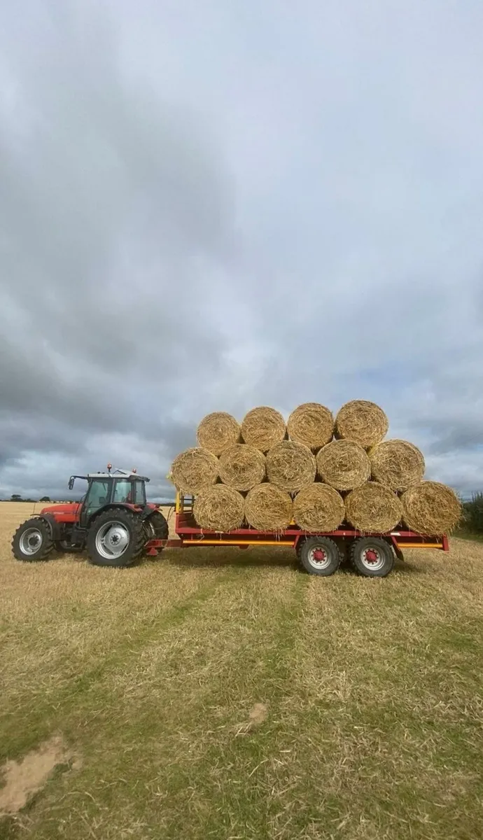 Barley Straw - Image 3