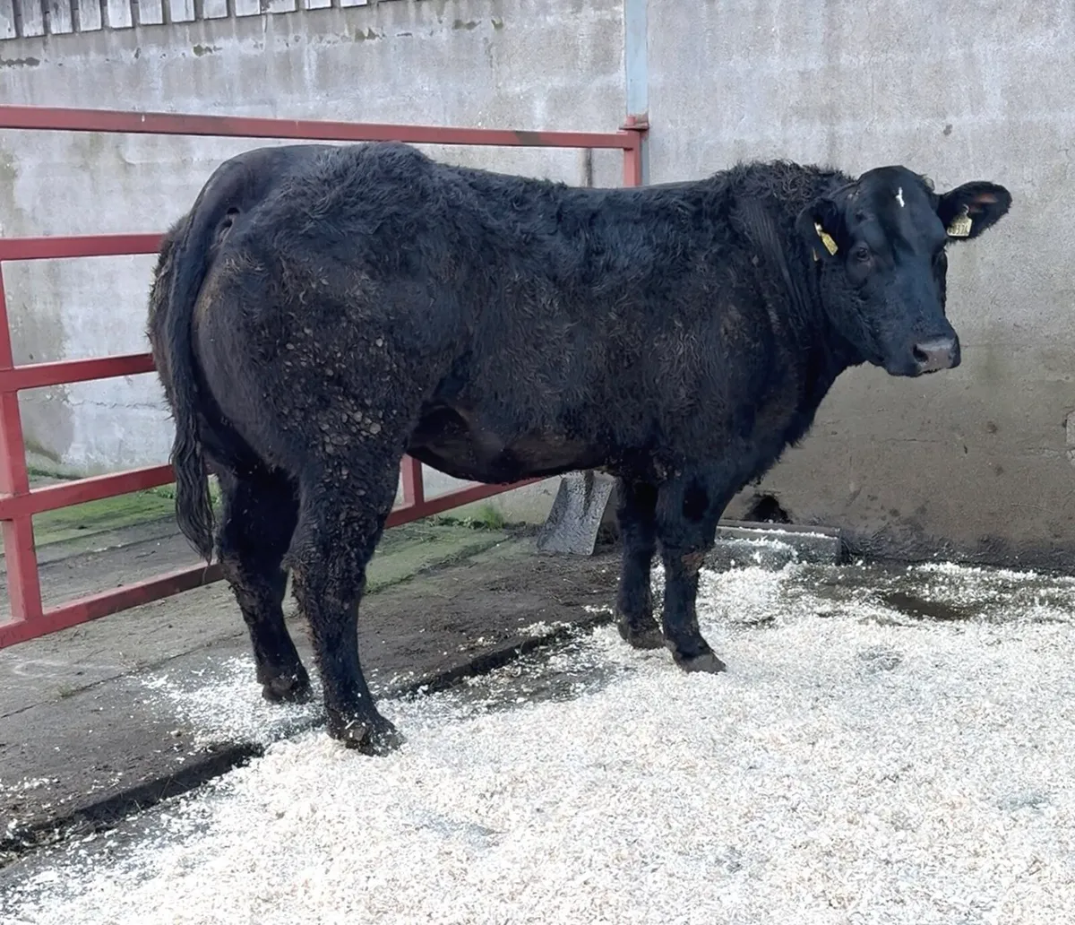 Incalf Heifers for sale - Image 2