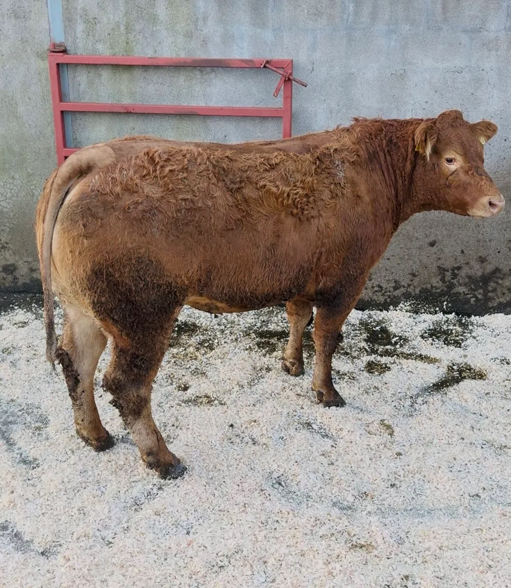Incalf Heifers for sale - Image 3