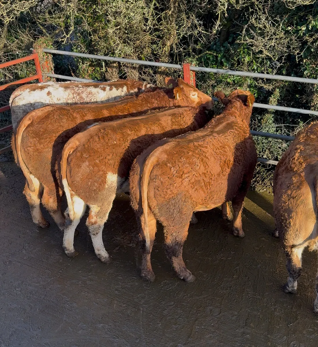 Incalf Heifers for sale - Image 4
