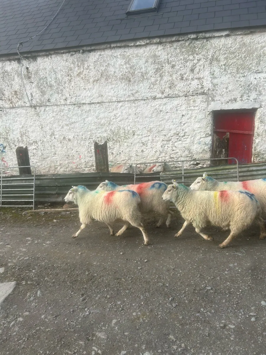 Sheep for sale - Image 1