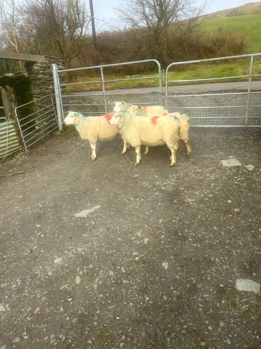 Sheep for sale - Image 2