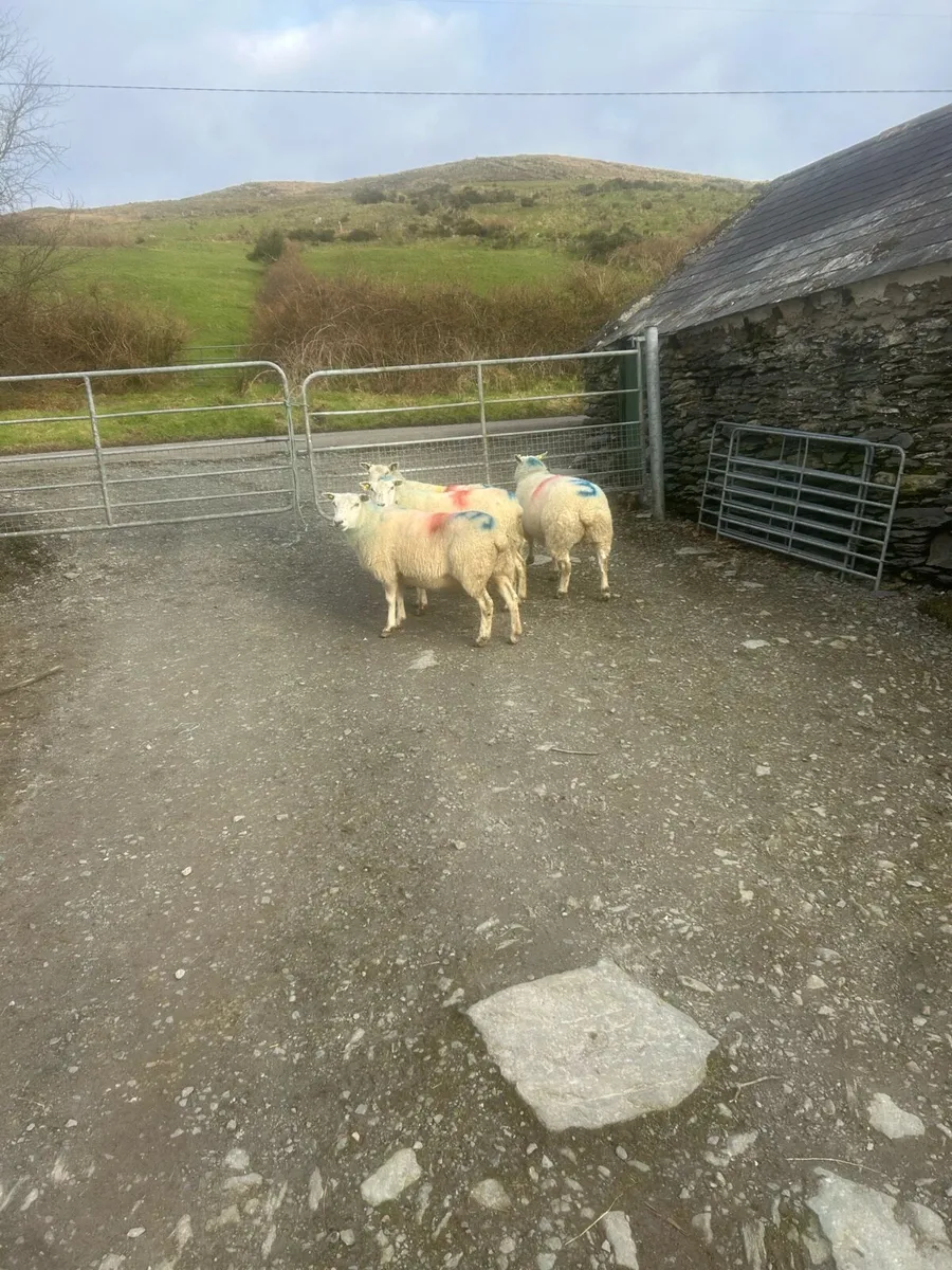 Sheep for sale - Image 3