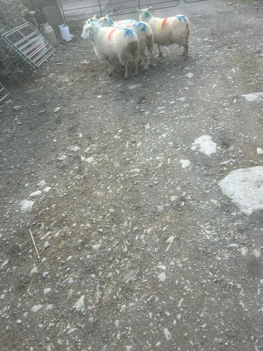 Sheep for sale - Image 4