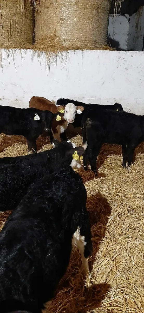Calves for sale - Image 2