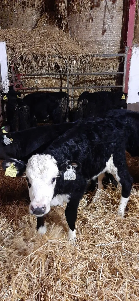 Calves for sale - Image 3
