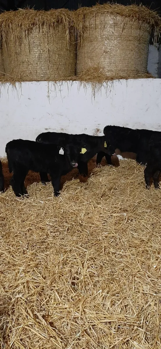 Calves for sale - Image 4
