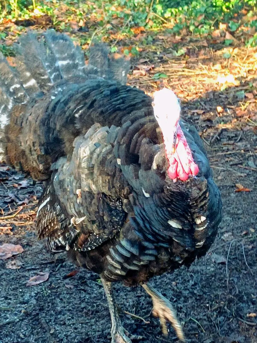 American dust turkey stag . - Image 2