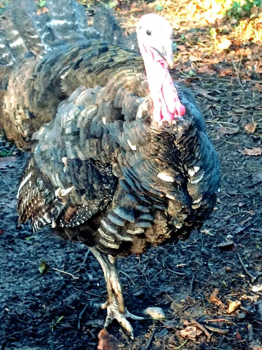 American dust turkey stag . - Image 3