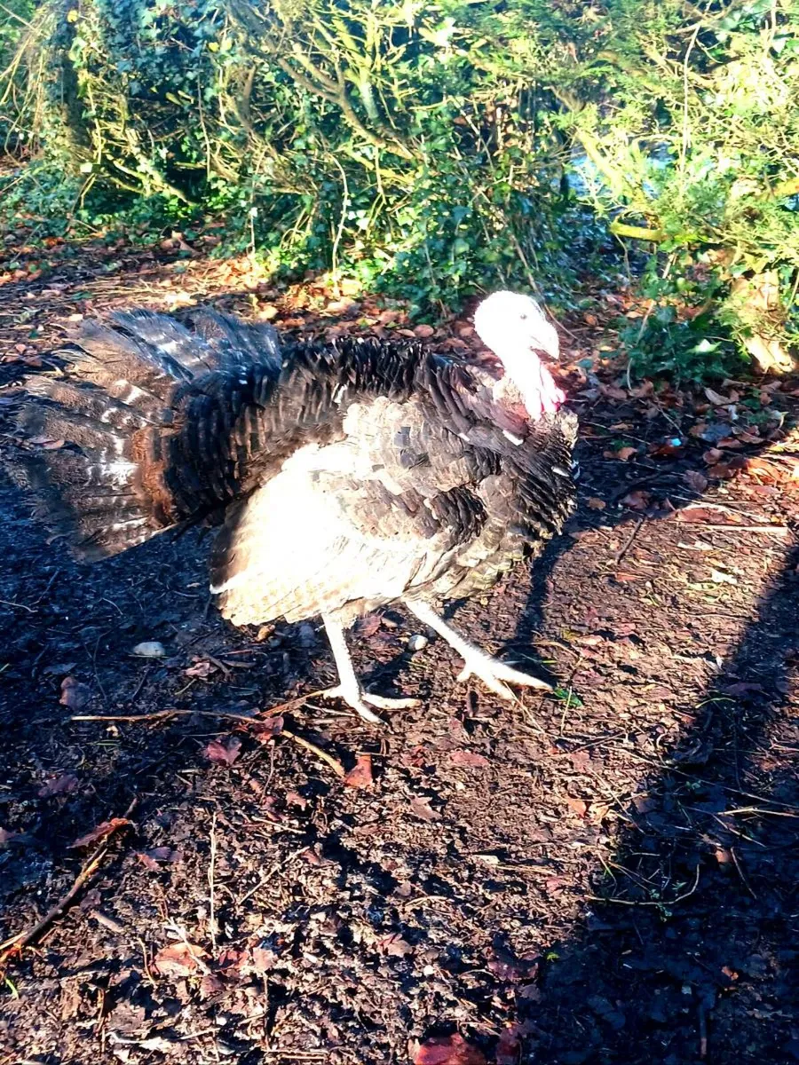 American dust turkey stag . - Image 4