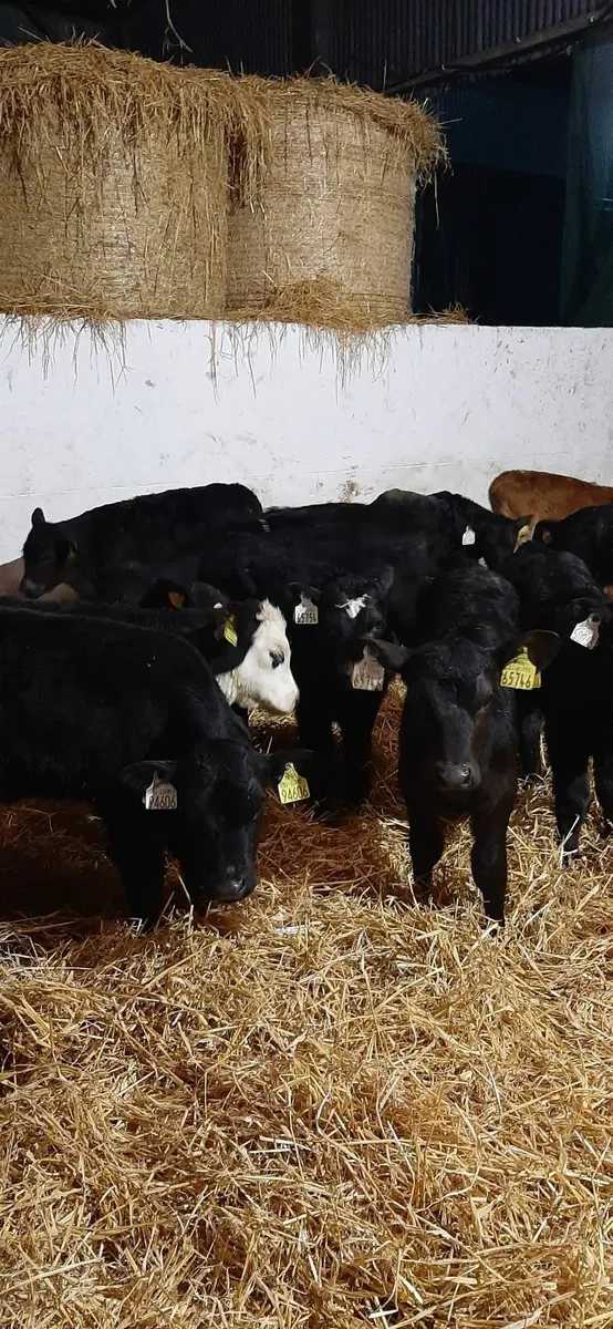 Calves for sale - Image 1