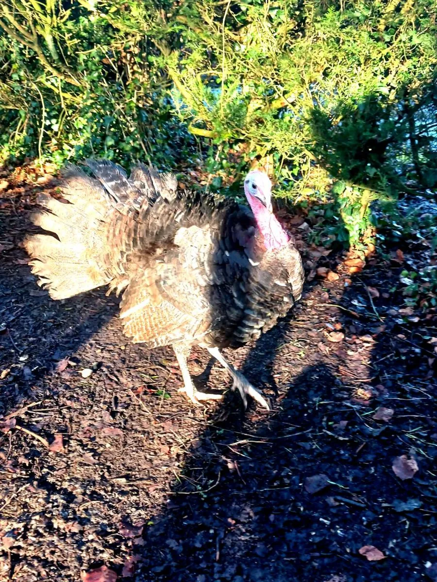 American dust turkey stag . - Image 1