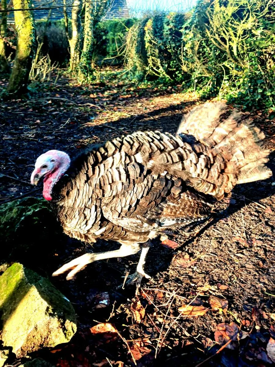 American dust turkey stag . - Image 1