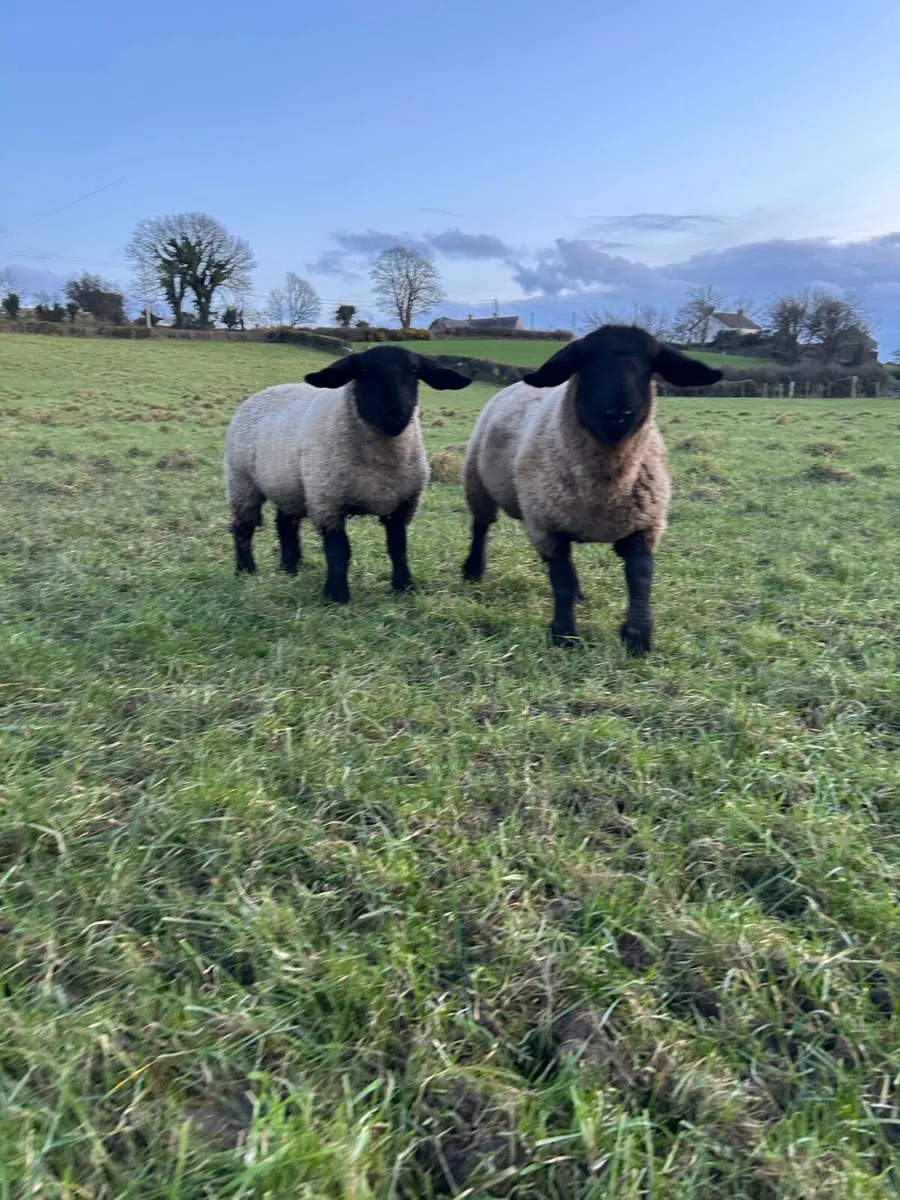 Purebred Suffolk Ewe Lambs - Image 1