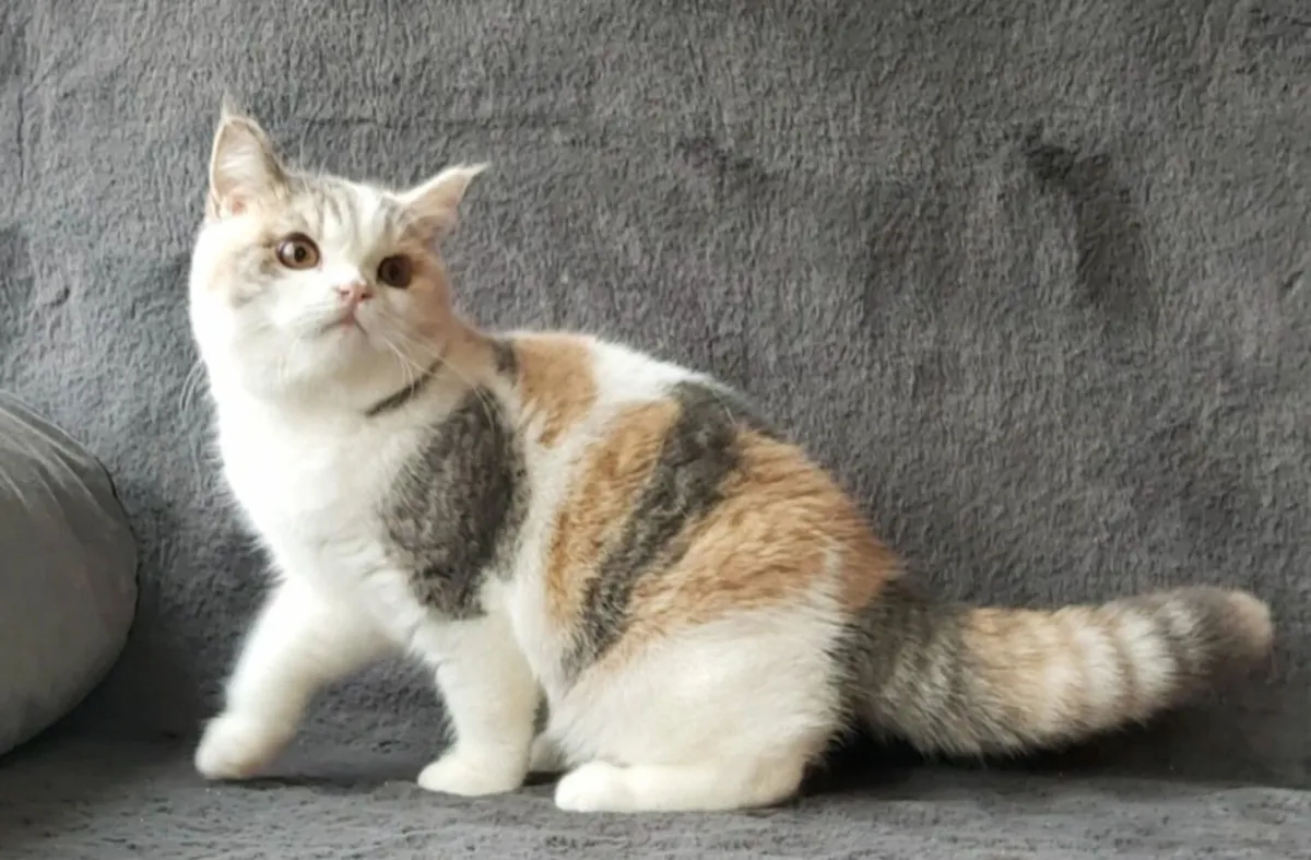 British Shorthair Kitten (can deliver) - Image 3