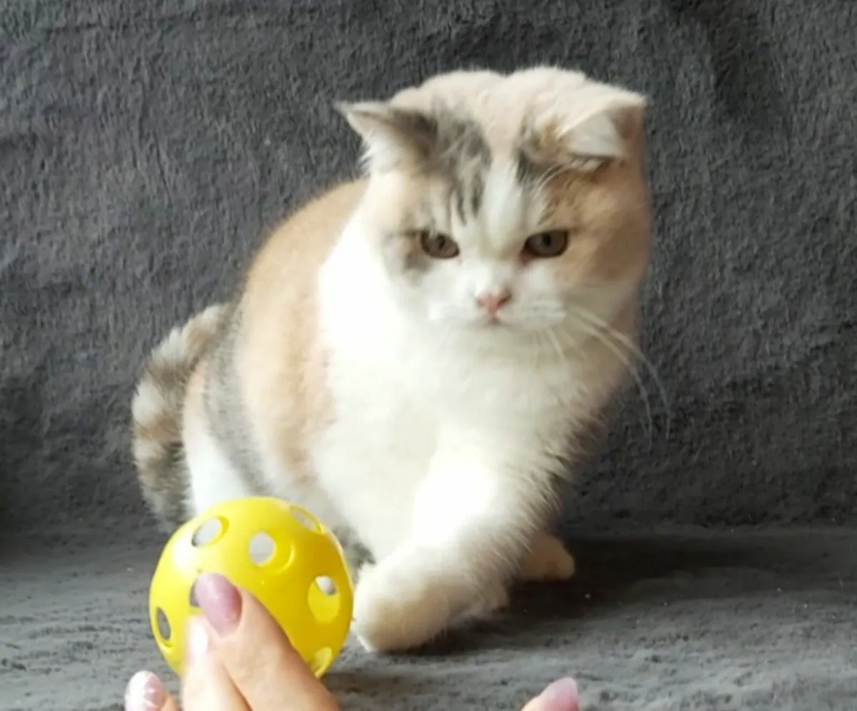 British Shorthair Kitten (can deliver) - Image 4