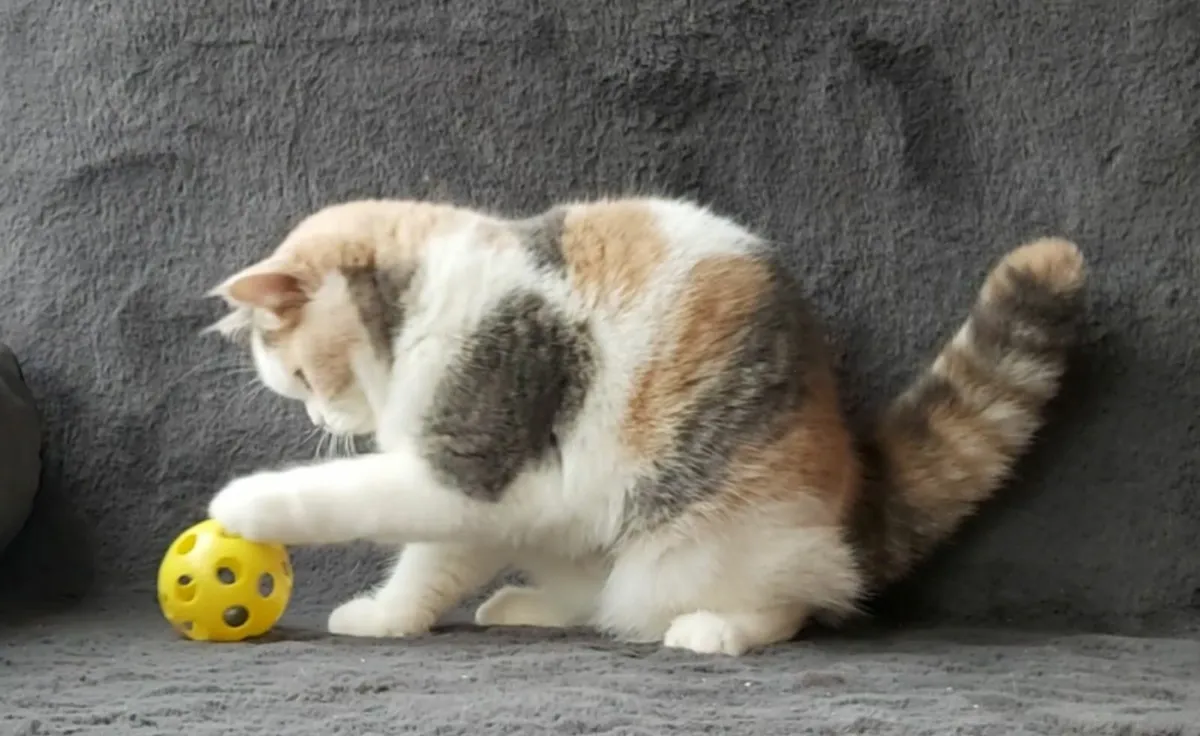 British Shorthair Kitten (can deliver) - Image 1