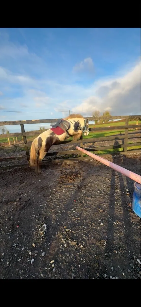 ‼️GENUINE HUNTER COB‼️ - Image 3