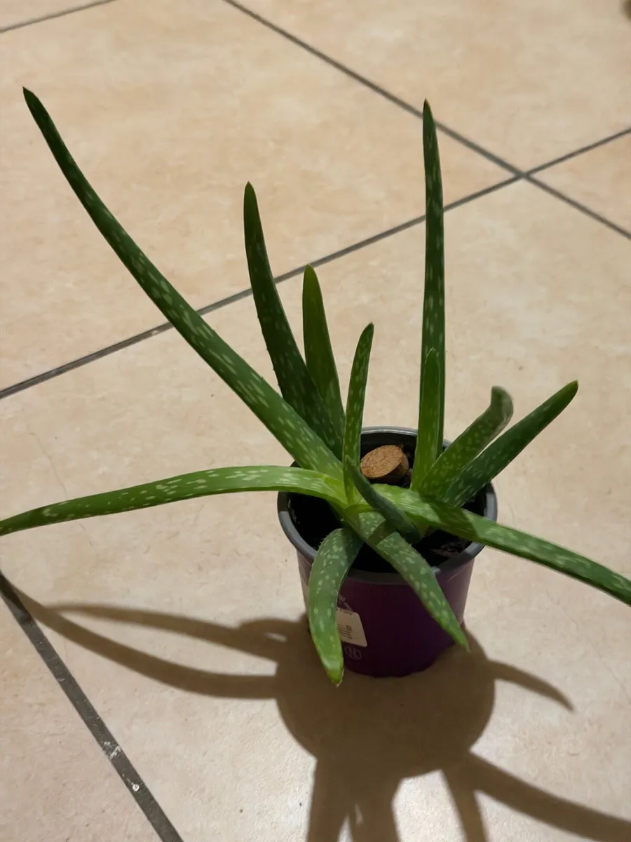 Indoor plants - Image 3