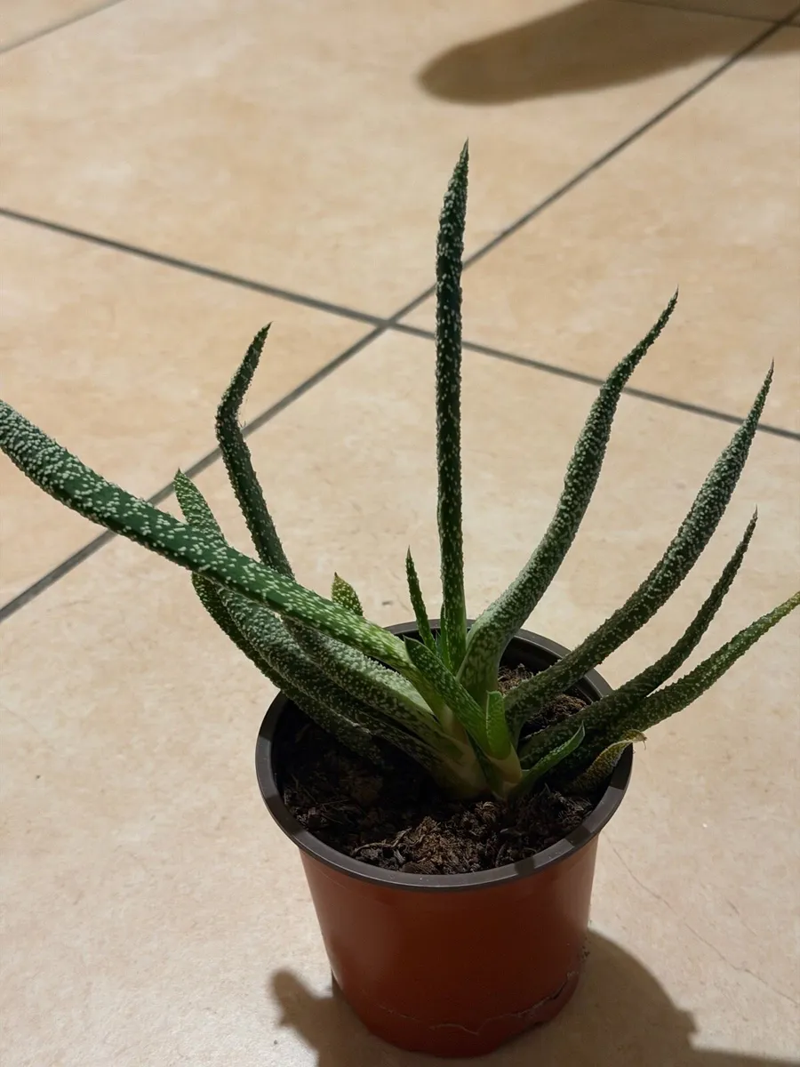 Indoor plants - Image 4