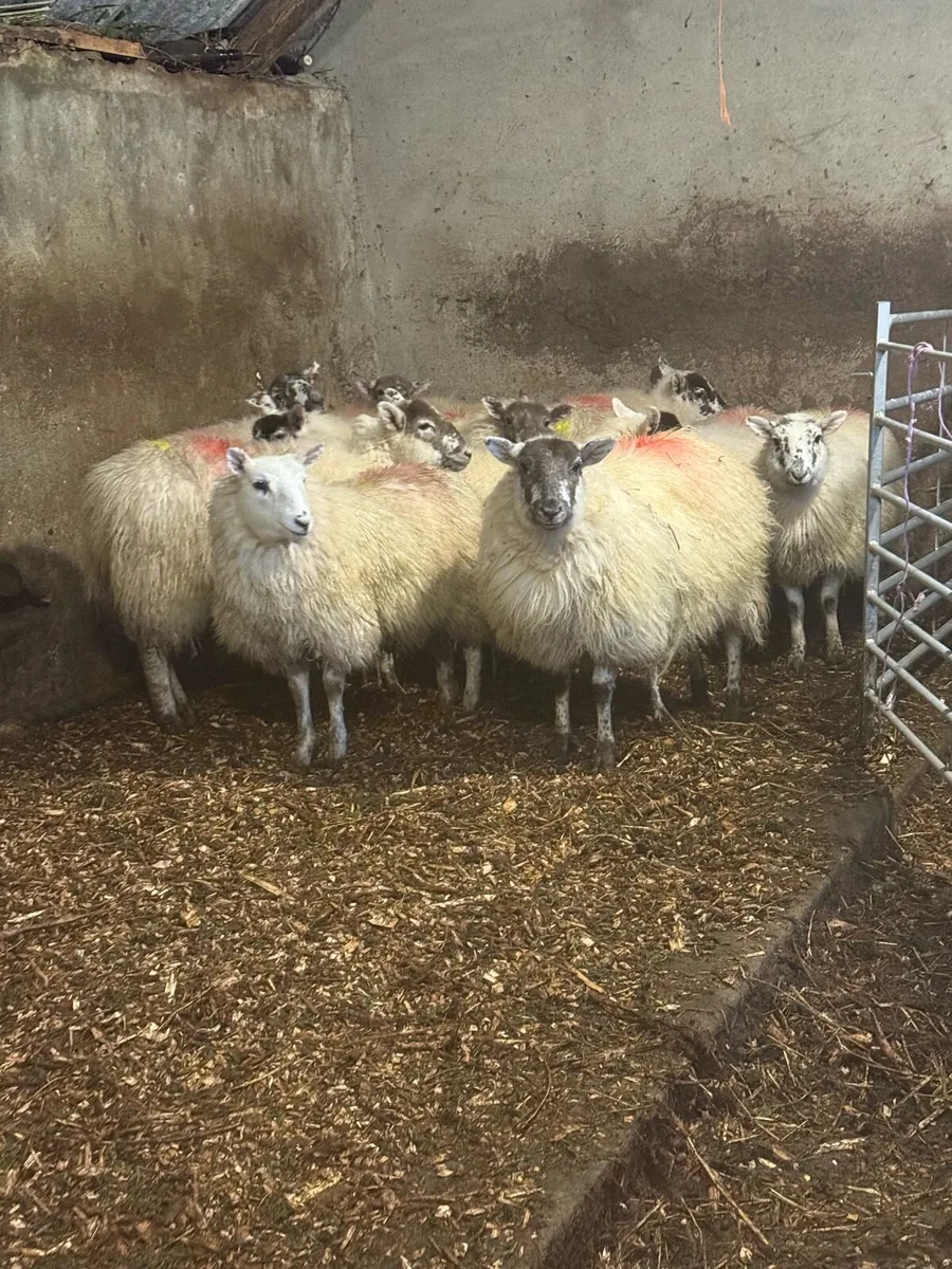 Full Symbol Organic Ewe Lambs - Image 1