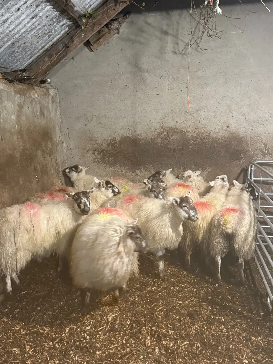 Full Symbol Organic Ewe Lambs - Image 2