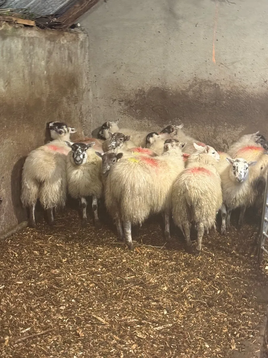 Full Symbol Organic Ewe Lambs - Image 3