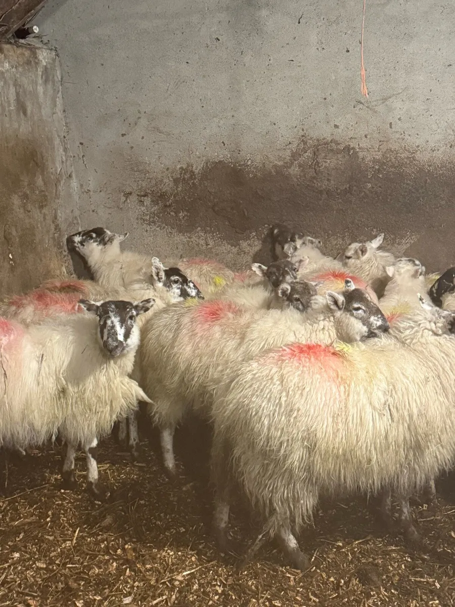 Full Symbol Organic Ewe Lambs - Image 4